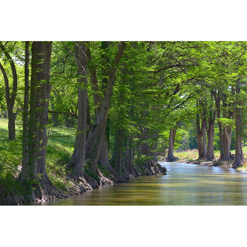 Contemporary Cypress-Trees Landscape Home Mural Mildew Resistant Wall Decor for Bedroom