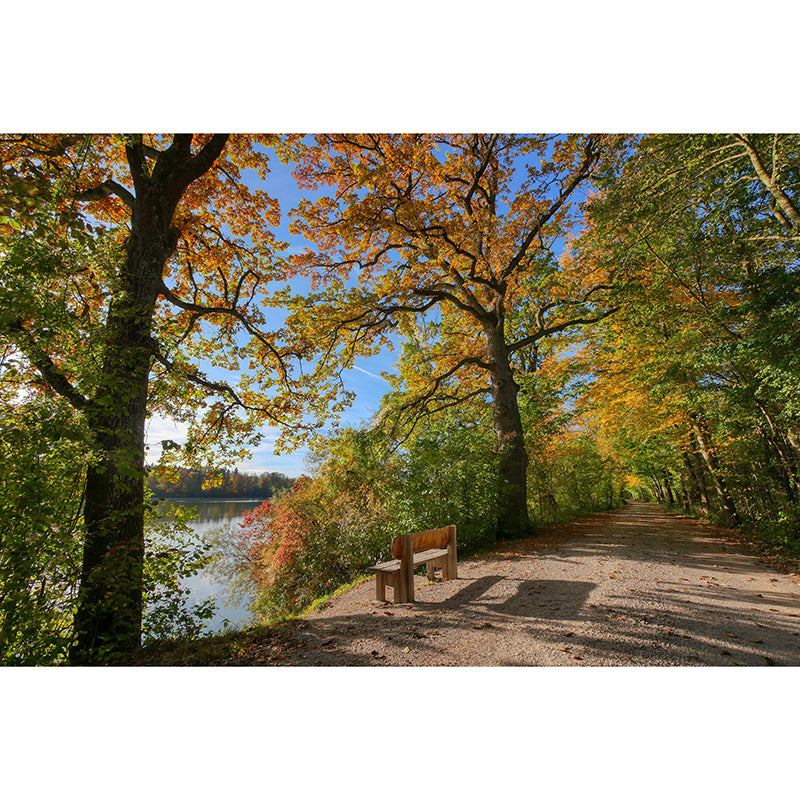 Forest Scenery Wall Mural Simple Moisture Resistant Wall Decor for Living Room