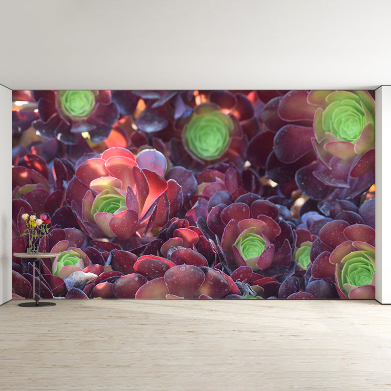 Succulent Plants Wall Mural for Modern Living Room Stain Resistant, Custom Size