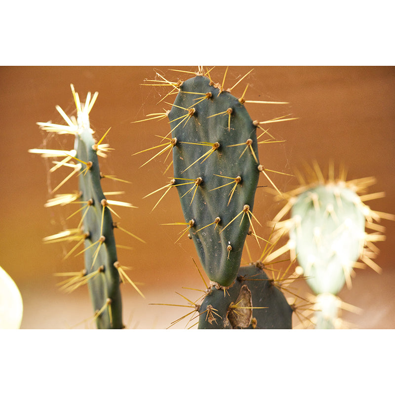 Tenacious Plant Stain Resistant Wall Covering for Sitting Room Bedroom