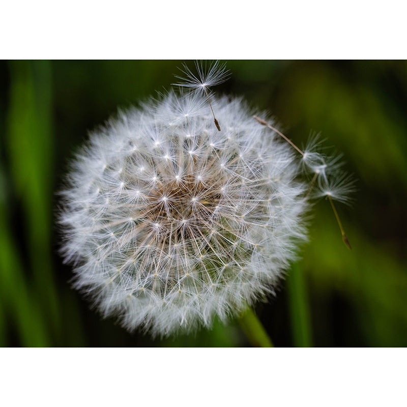 Dandelion Plant Mural Wallpaper Home Decor Water Resistant Wallpaper for Living Room