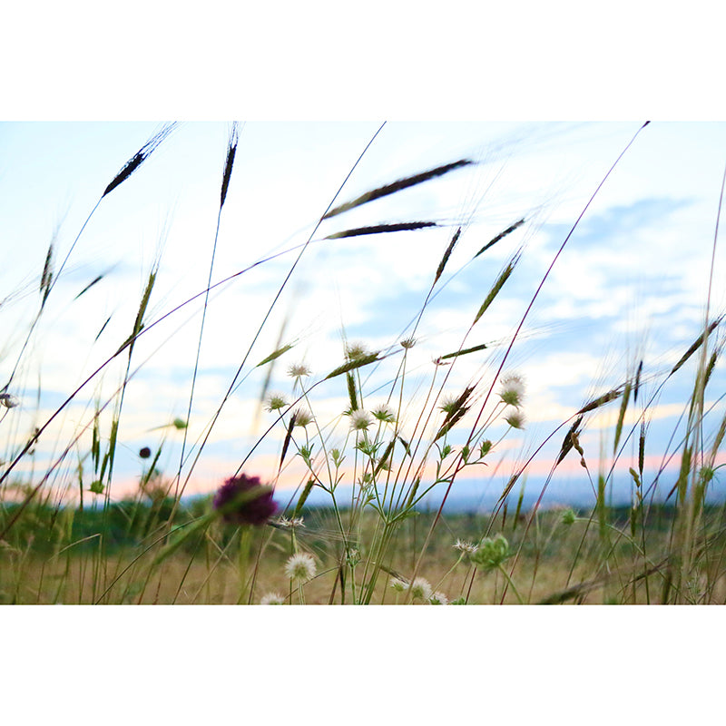 Grass Plants Wall Mural Water Resistant Wall Decor for Bedroom, Custom Size Available