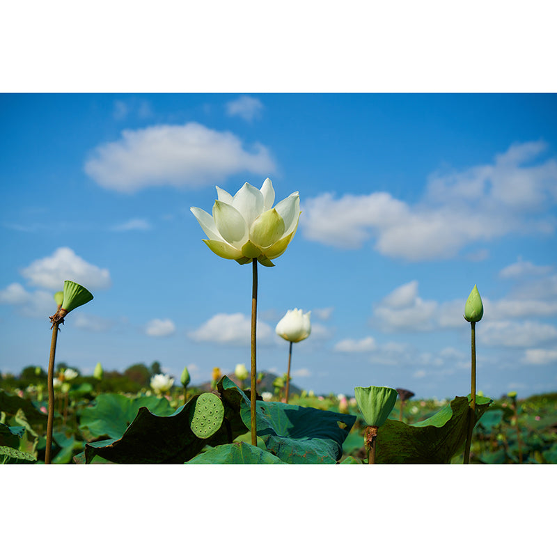 Lotus Flower Murals for Living Room Personalized Wall Decor, Moisture Resistant