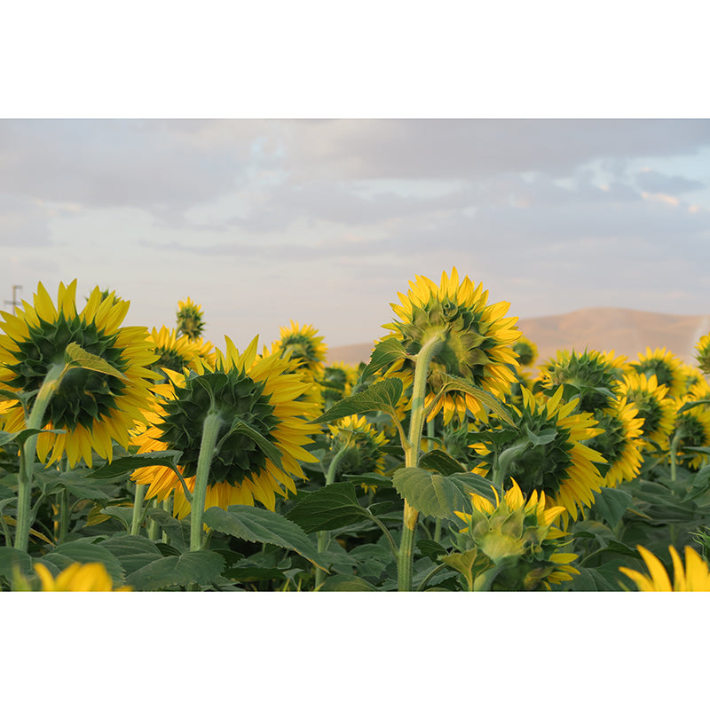 Blooming Sunflower Wall Mural Moisture Resistant Wall Decor for Bedroom