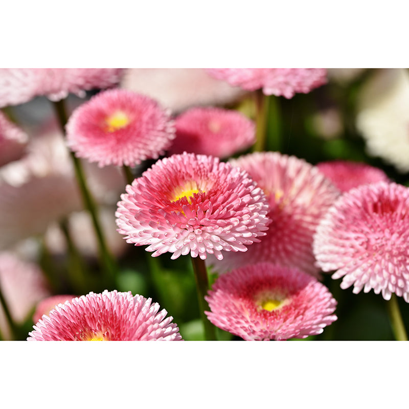 Dahlia Flower Wallpaper Mural Waterproofing
Living Room Wall Decoration