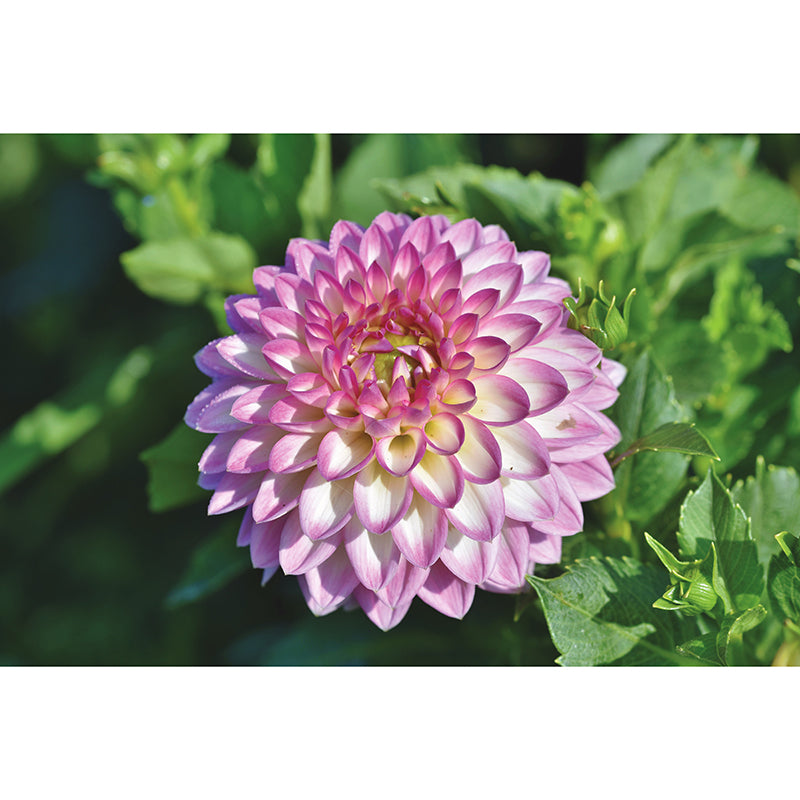 Flower Mural for Bedroom Moisture Resistant Home Decor, Made to Measure