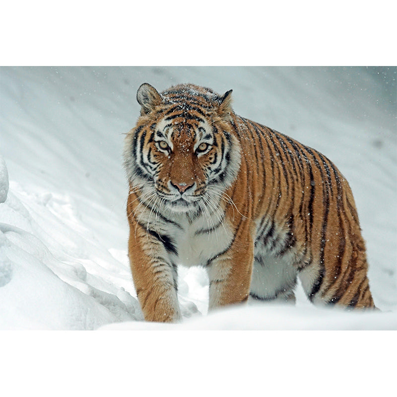 Customized Tiger Wall Paper Murals Mildew Resistant Living Room Wall Decor