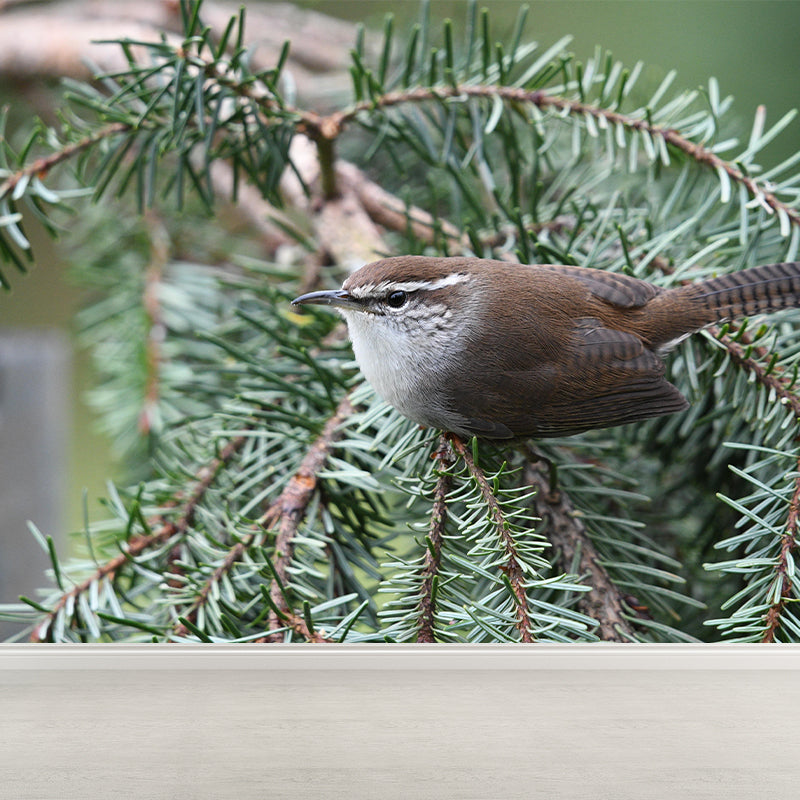 Customized Wren Wall Paper Murals Mildew Resistant Living Room Wall Decor