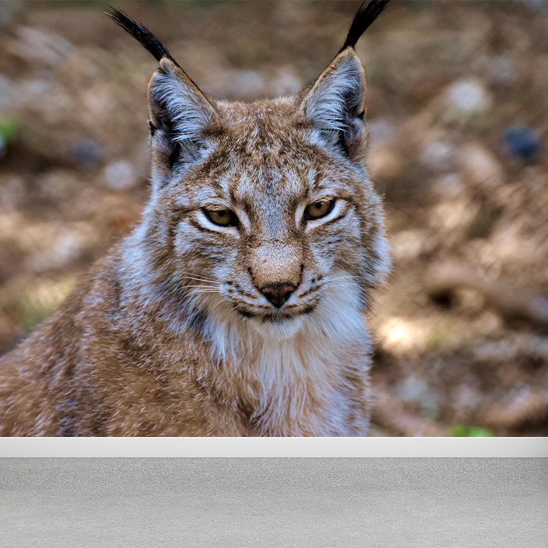 Fiercely Lynx Wall Paper Murals Contemporary Style Photography for Home Decor