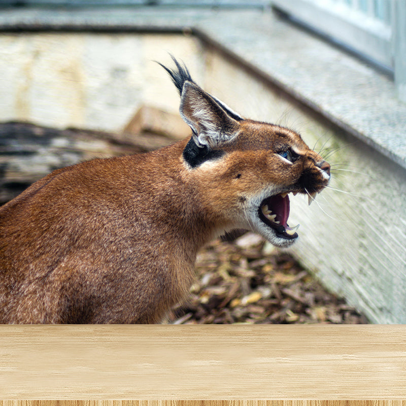 Fiercely Lynx Wall Paper Murals Contemporary Style Photography for Home Decor