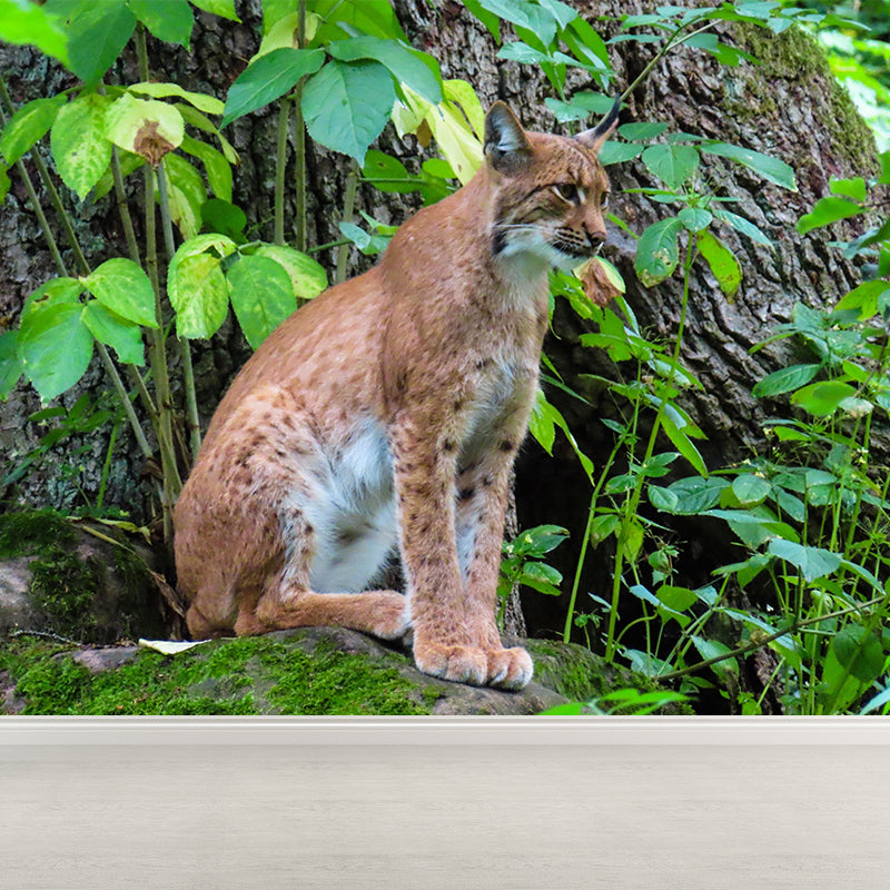 Fiercely Lynx Wall Paper Murals Contemporary Style Photography for Home Decor