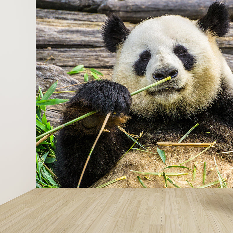 Customized Panda Wall Paper Murals Mildew Resistant Living Room Wall Decor