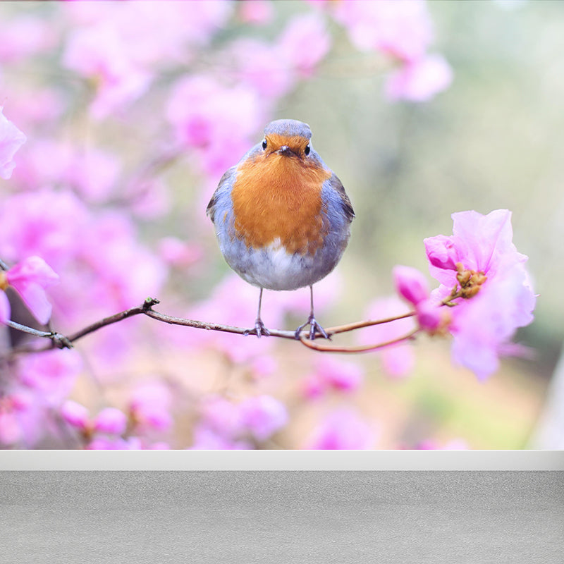 Lovely Robin Wall Paper Murals Contemporary Style Photography for Home Decor