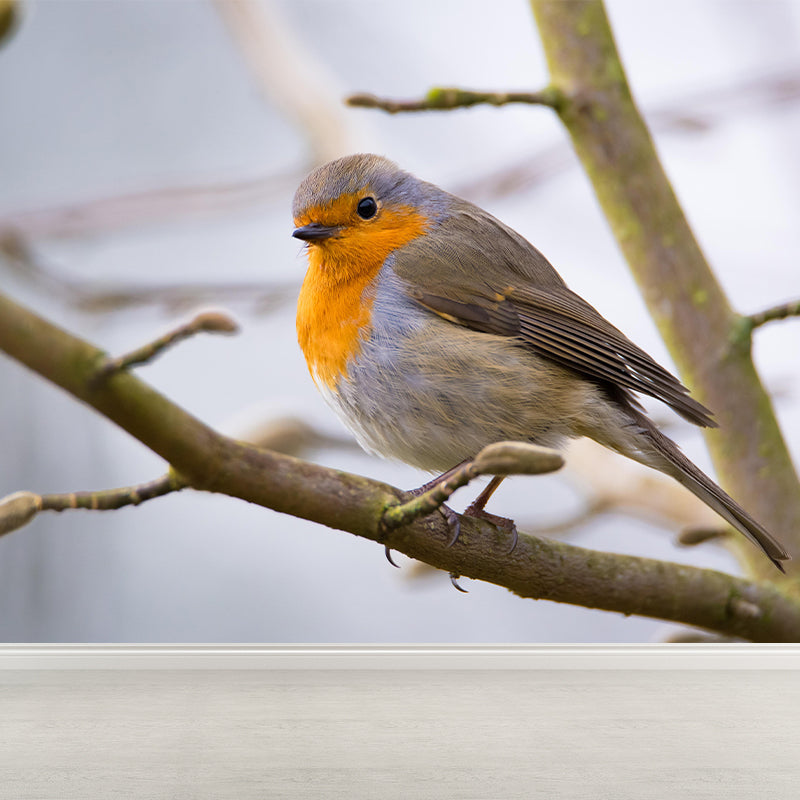 Lovely Robin Wall Paper Murals Contemporary Style Photography for Home Decor