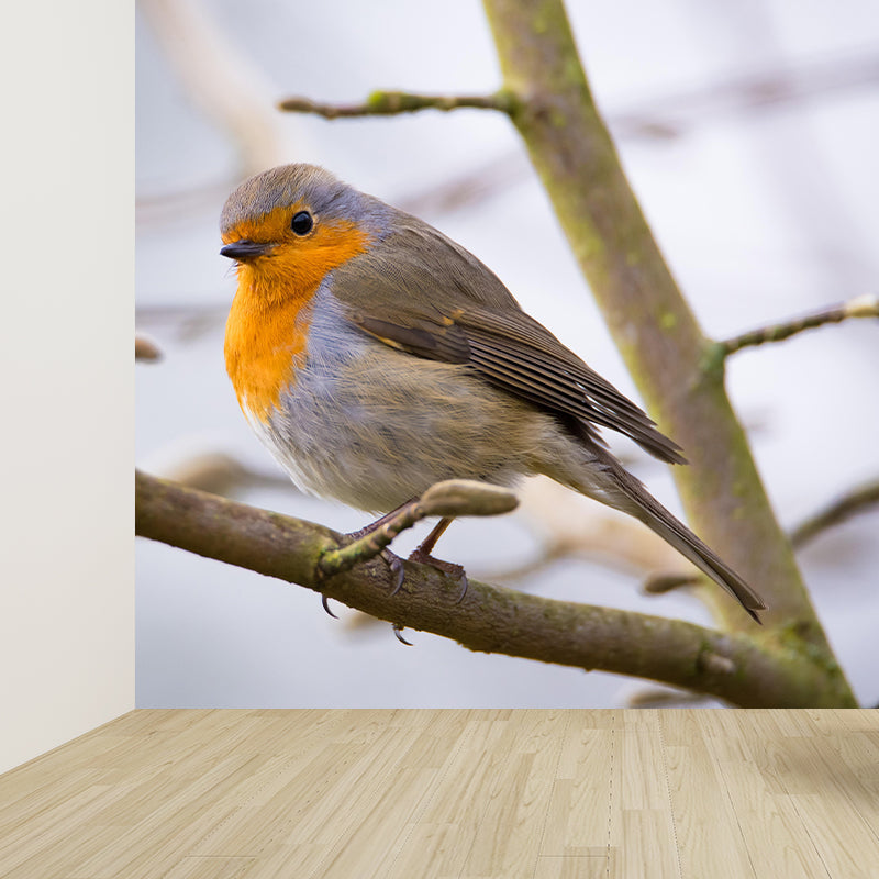 Lovely Robin Wall Paper Murals Contemporary Style Photography for Home Decor