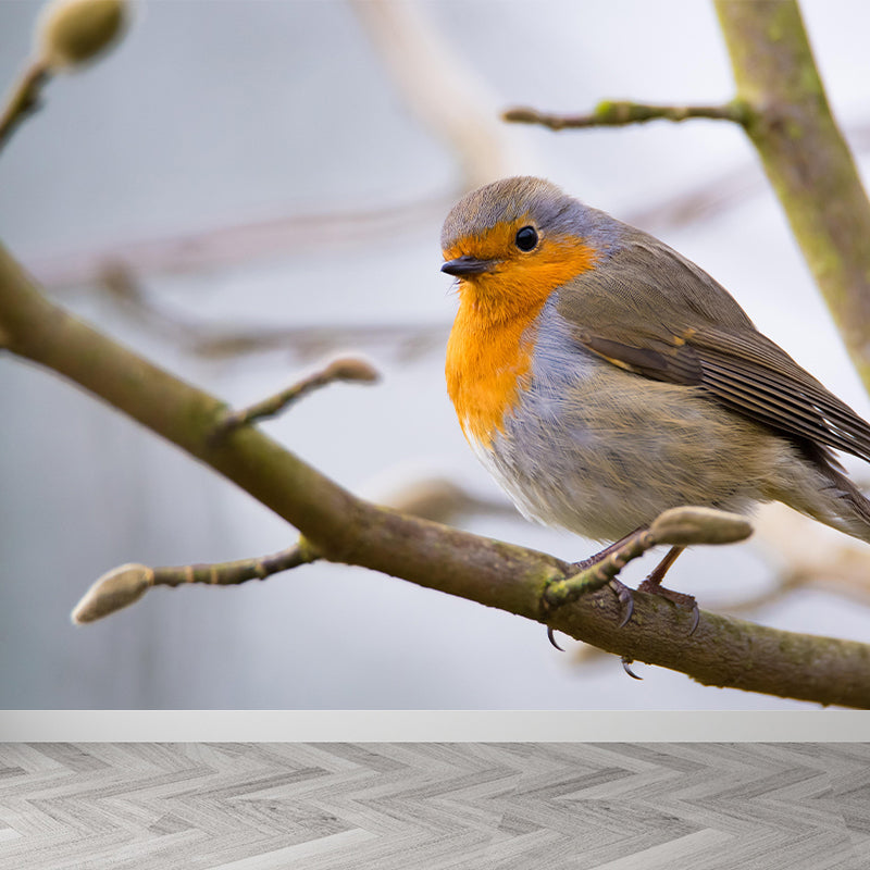 Lovely Robin Wall Paper Murals Contemporary Style Photography for Home Decor