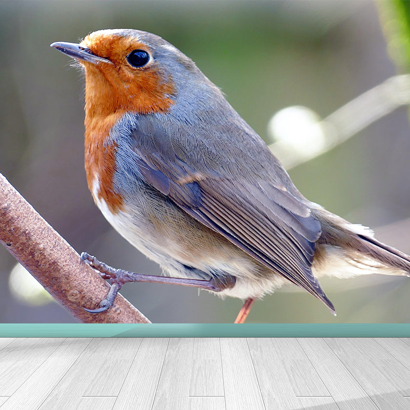 Lovely Robin Wall Paper Murals Contemporary Style Photography for Home Decor
