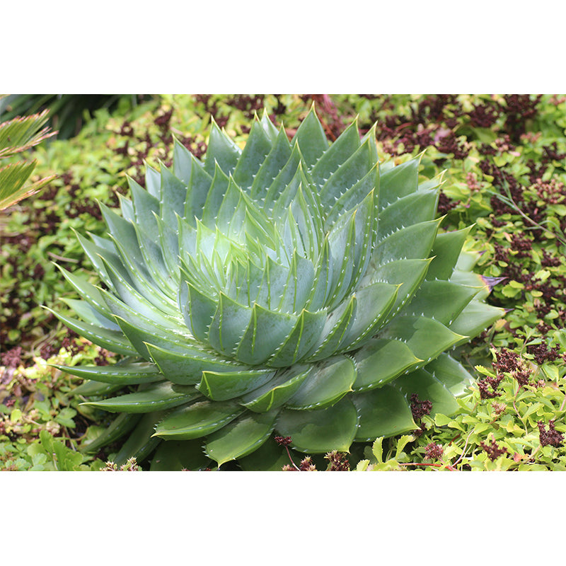 Green Plants Wall Mural Aloe Mildew Resistant Wall Art Decor for Office Home Apartment