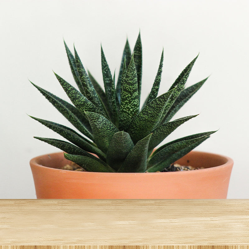 Green Plants Wall Mural Aloe Mildew Resistant Wall Art Decor for Office Home Apartment