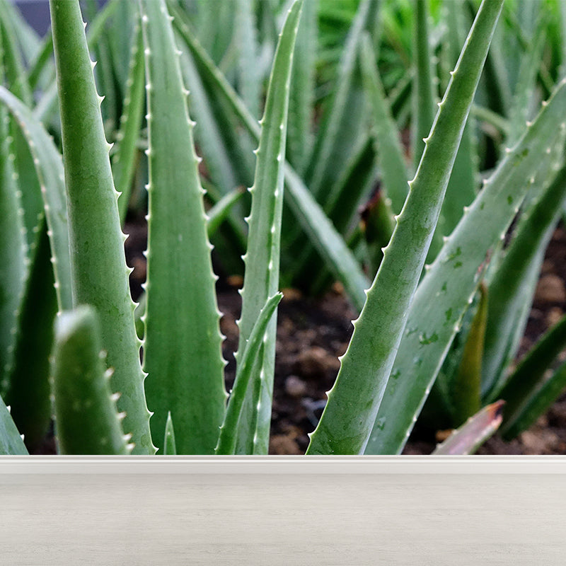 Green Plants Wall Mural Aloe Mildew Resistant Wall Art Decor for Office Home Apartment