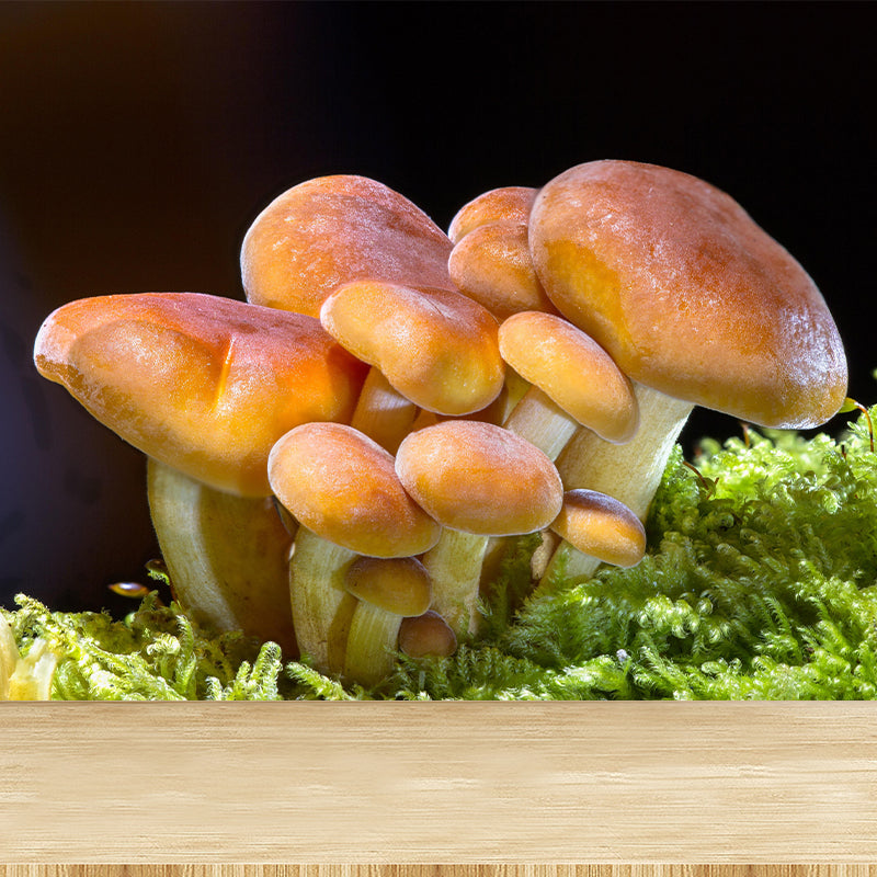 Mushroom Plant Modern Style Mural Environment Friendly Wallpaper for Home Decor