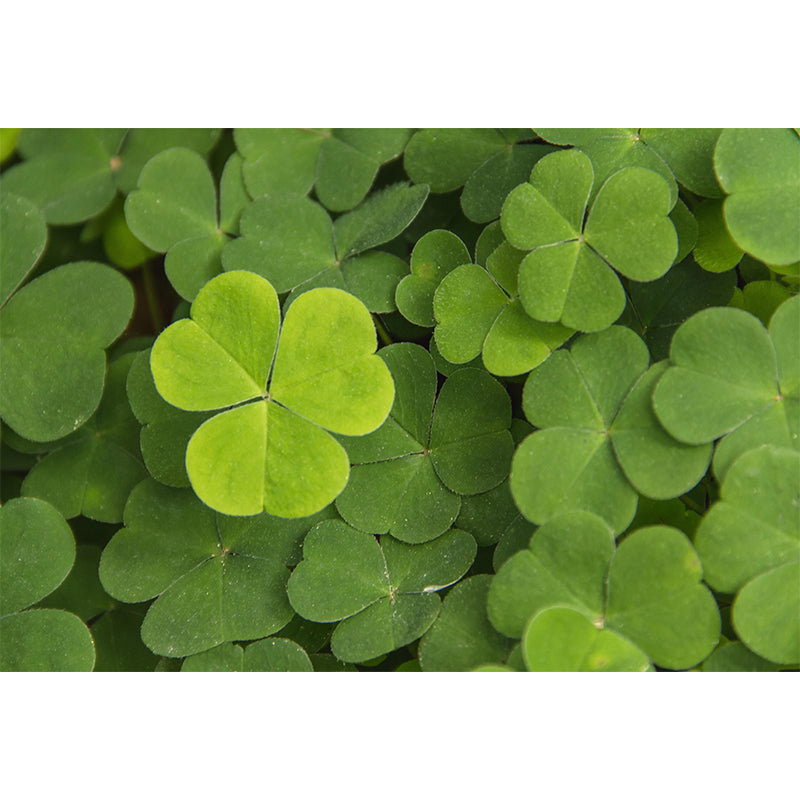 Contemporary Green Plant Wall Mural with Clover Pattern for Bar Decoration