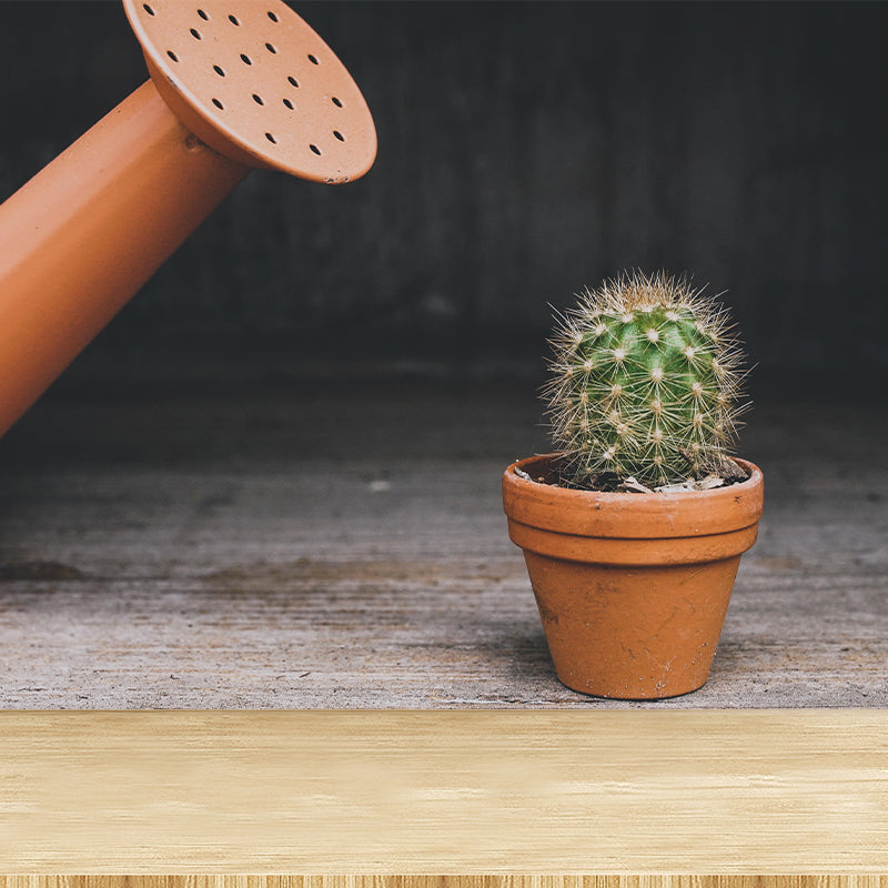 Modern Green Plant Wall Mural with Potted Cactus Pattern for Bar Decoration