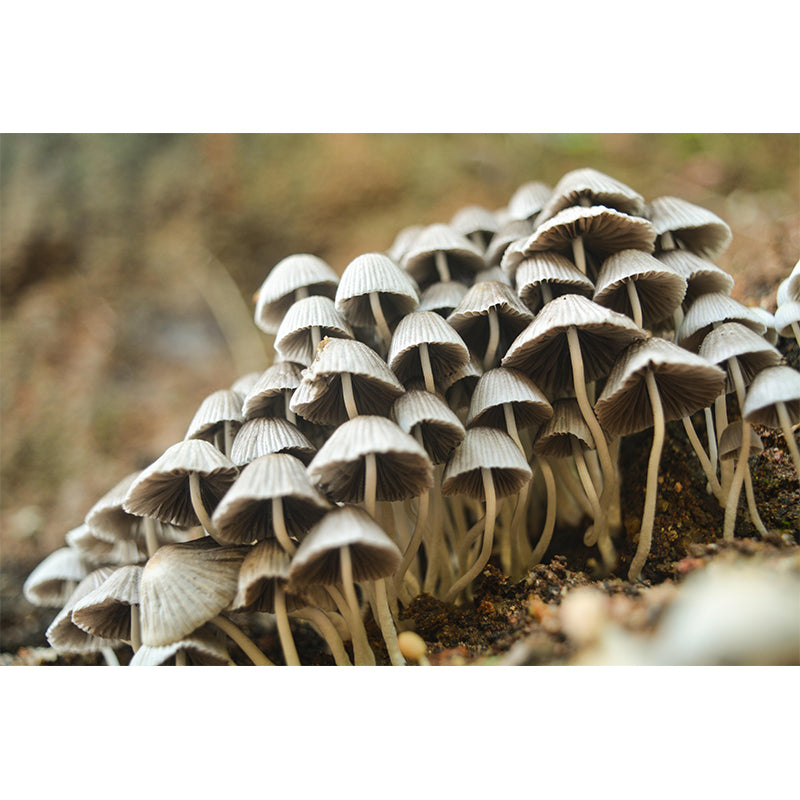 Modernist Mushroom Plant Wall Mural Decal Photography Stain Resistant for Kitchen