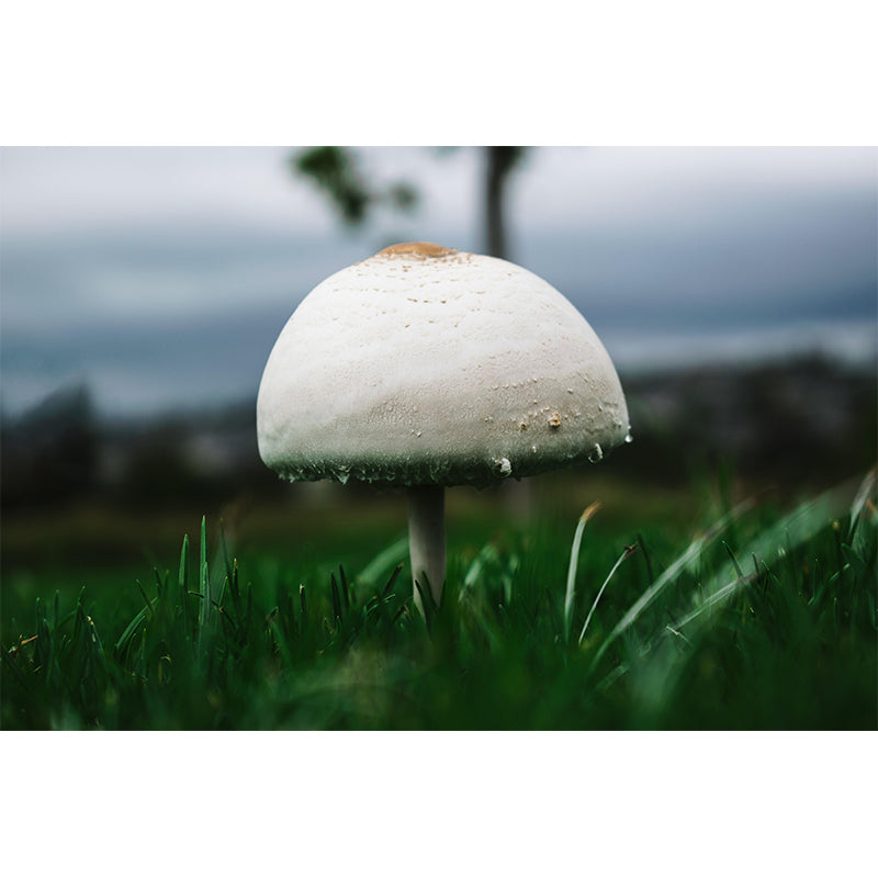 Customized Mushroom Wall Decor Kitchen Murals Moisture Resistant Backsplash