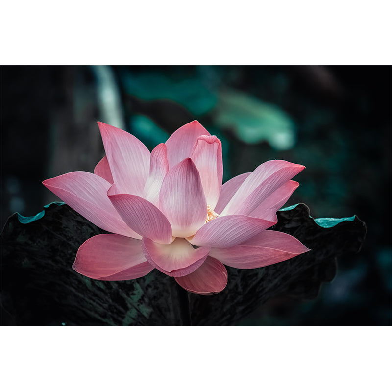 Décoration murale Lotus en fleurs pour chambre à coucher, résistante à l'humidité et couleur douce