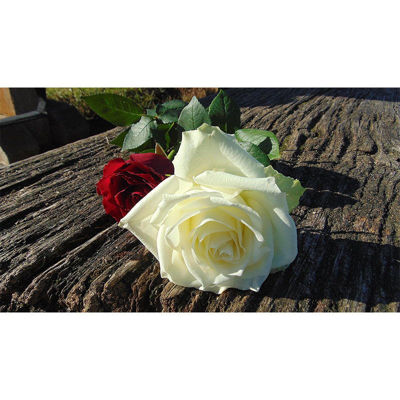 Beautiful Rose Wallpaper Mural Contemporary Style Wall Decor for Bedroom