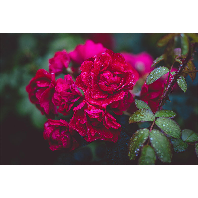 Elegant Rose Flower Photography Mural Environment Friendly Wallpaper for Girl's Bedroom