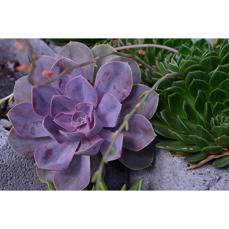 Vigorous Plant Mural Wallpaper Stain-Resistant Wall Covering for Study Room