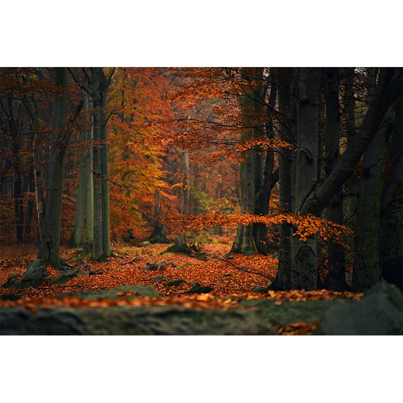 Autumn Forest Landscape Mural Water Resistant Wall Decor for Sitting Room