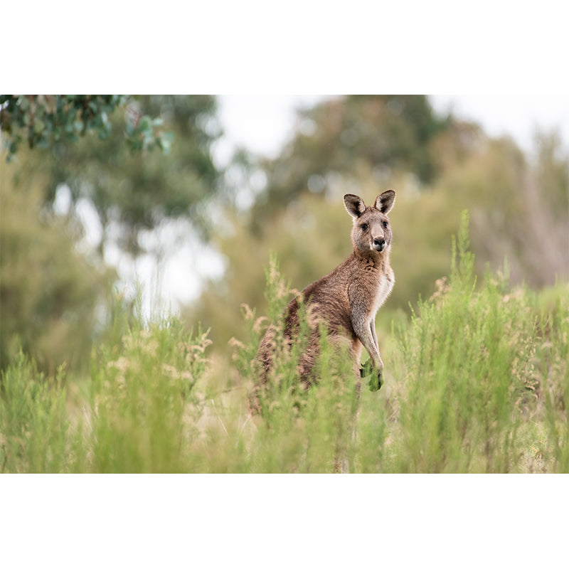 Clever Kangaroo Mural Decal Water Resistant Wall Decor for Living Room