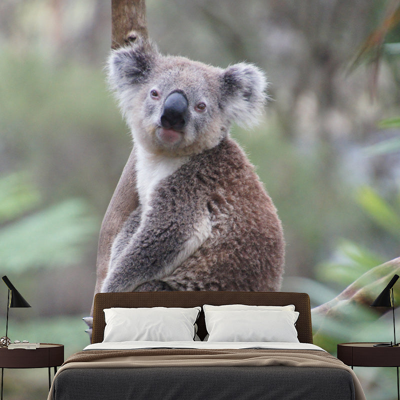 Koala Animals Mural Wallpaper Water Resistant Wall Decor for Living Room