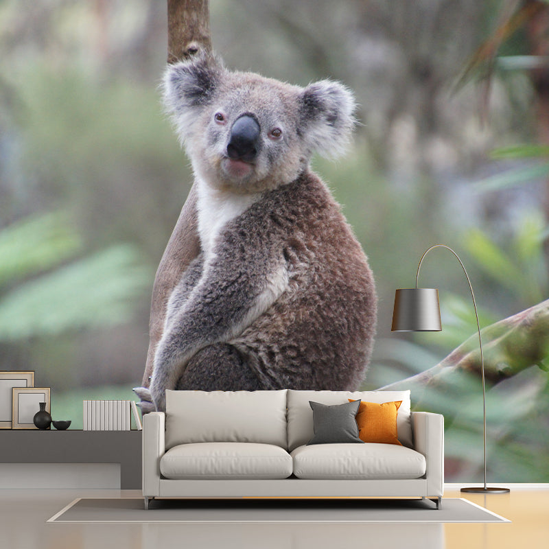 Koala Animals Mural Wallpaper Water Resistant Wall Decor for Living Room