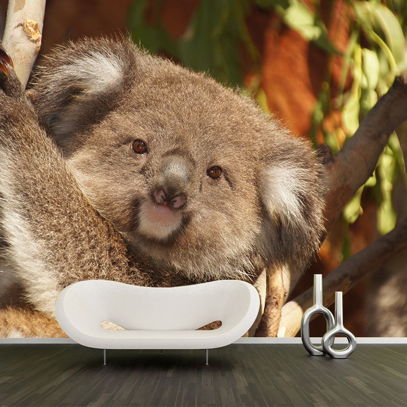 Koala Animals Mural Wallpaper Water Resistant Wall Decor for Living Room