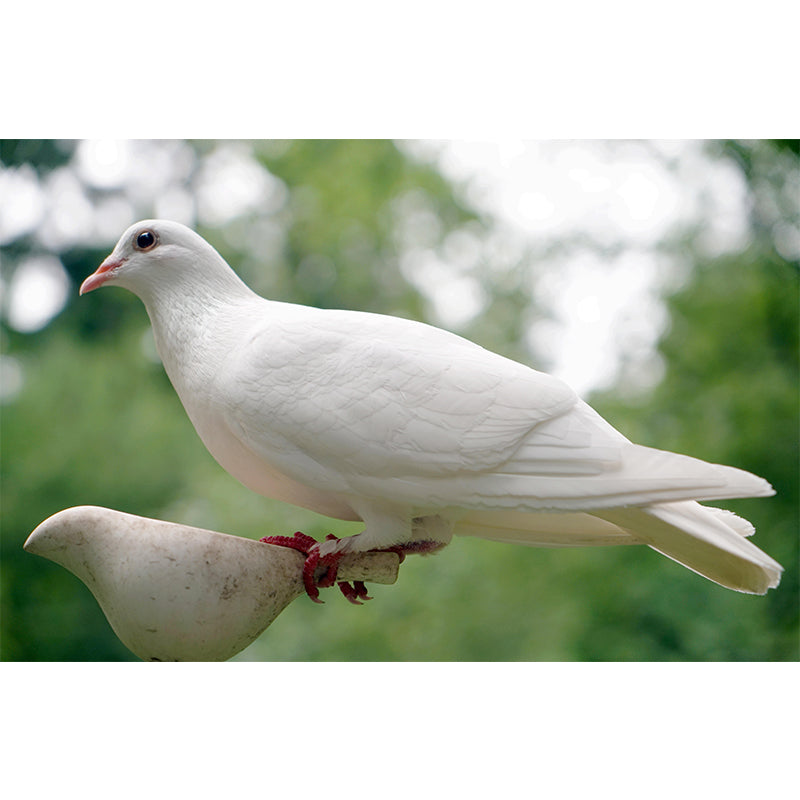 White Pigeon Murals Moisture Resistant Contemporary Hallway Wall Decoration