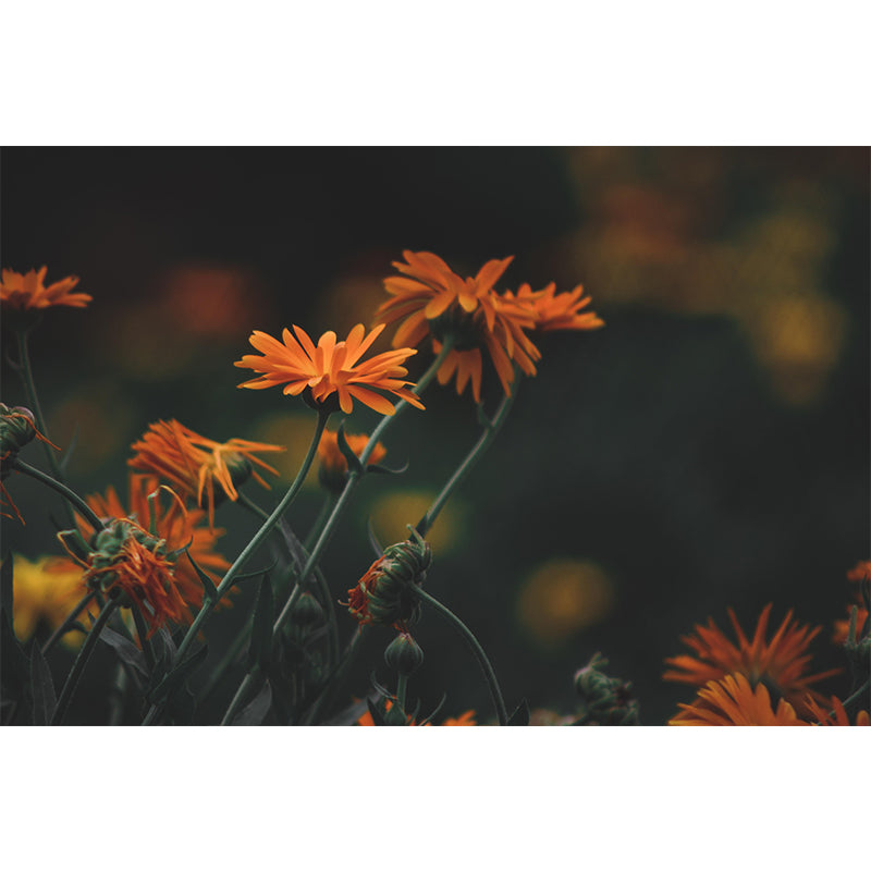 Minimalistische Blumen-Tapete, abnehmbar, schmutzabweisendes Dekor in mehreren Farben