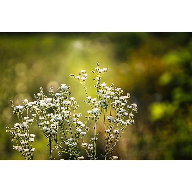 Beautiful Flowers Murals Wallpaper Flower Stain Resistant Wall Decor for Girl Bedroom