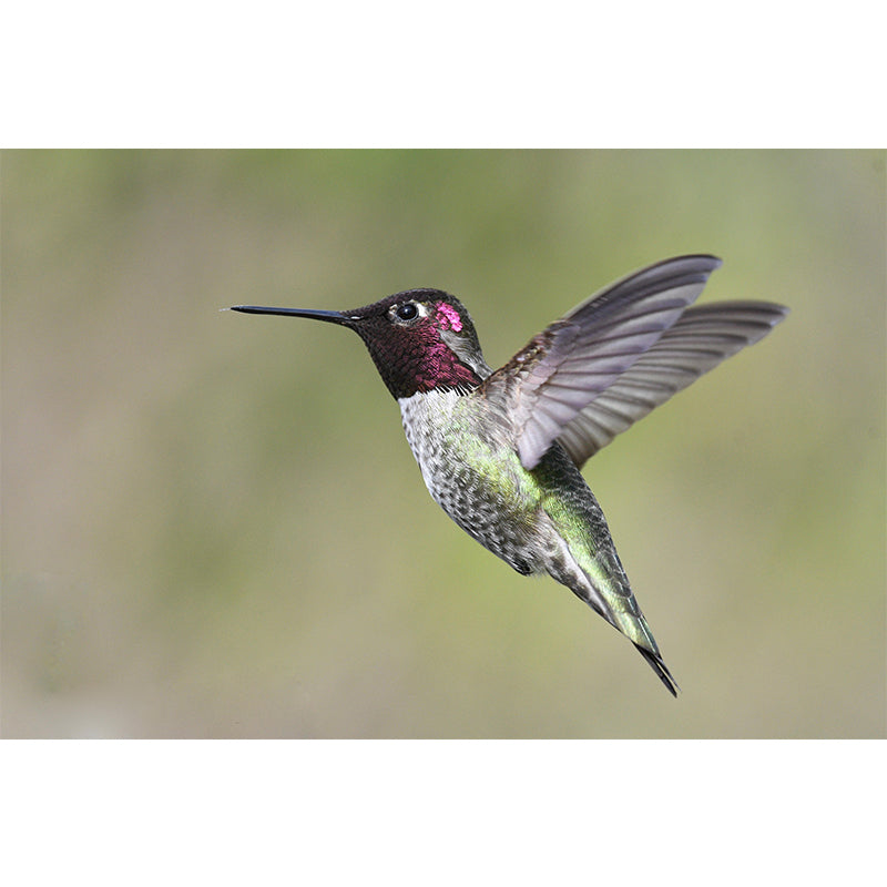 Modern Hummingbird Wall Mural Decal Eco-friendly Stain Resistant for Sitting Room