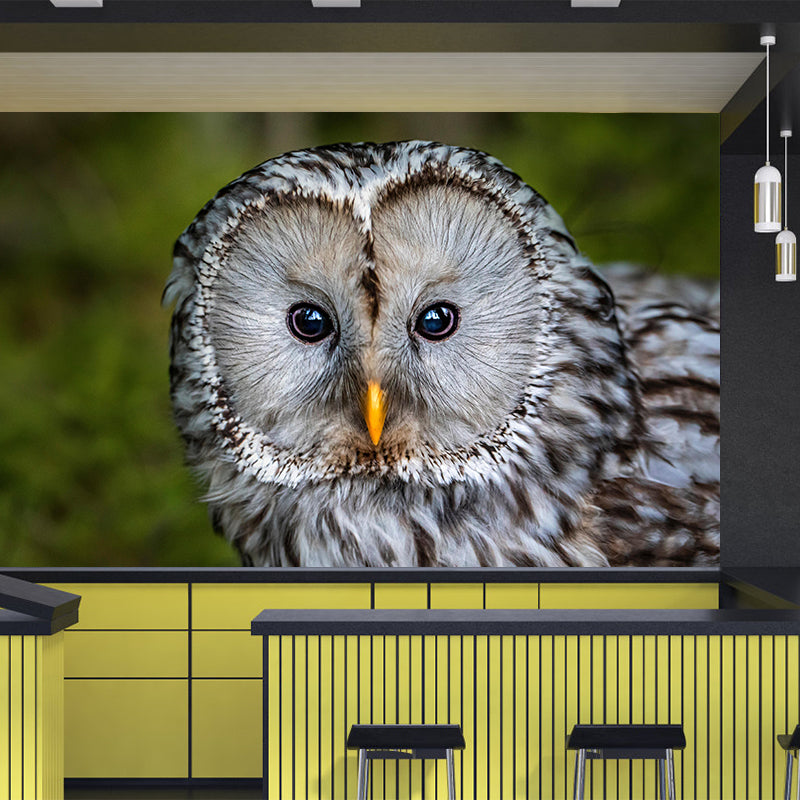 Modern Owl Wall Mural Decal Eco-friendly Stain Resistant for Sitting Room