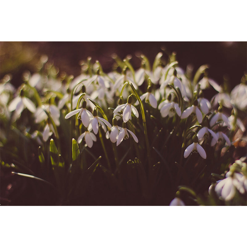 Flower Wall Mural Mildew Resistant Environment Friendly Wall Decor for Bedroom