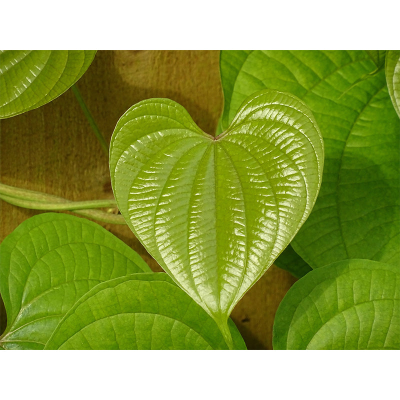 Leaves Wall Mural Decal Moisture Eco-friendly Wallpaper Resistant for Sitting Room