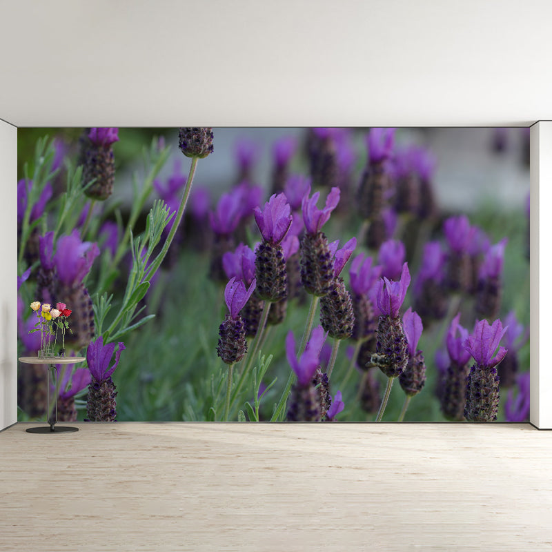 Purple Lavender Scenery Mural Wallpaper Modern Decorative for Meeting Room