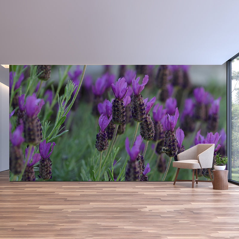 Purple Lavender Scenery Mural Wallpaper Modern Decorative for Meeting Room