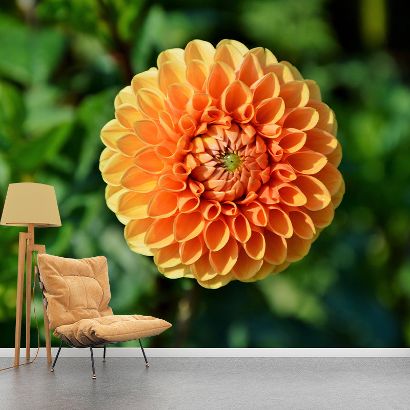 Fragrant Dahlia Mural Wallpaper for Girl Bedroom, Custom Size Available