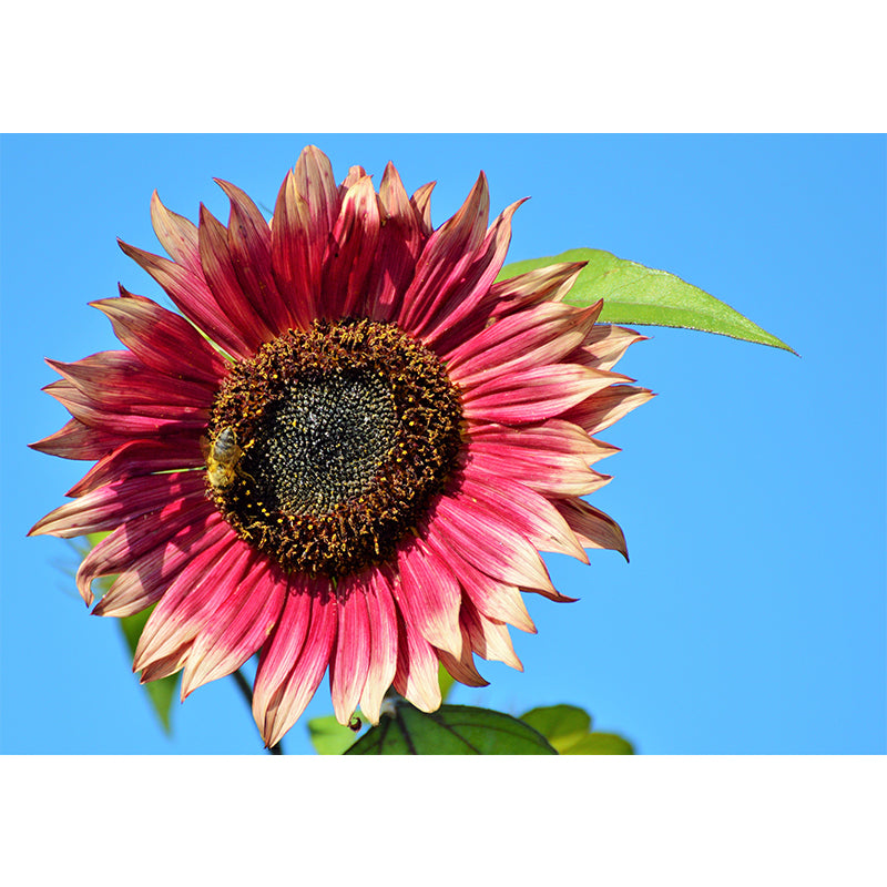 Sunflower Wall Covering for Living Room Flower Mural, Moisture-Resistant