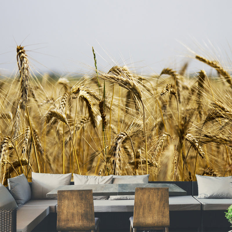 Contemporary Wheat Field Mural Wall Decor Mildew Resistant Wall Mural Wall Art